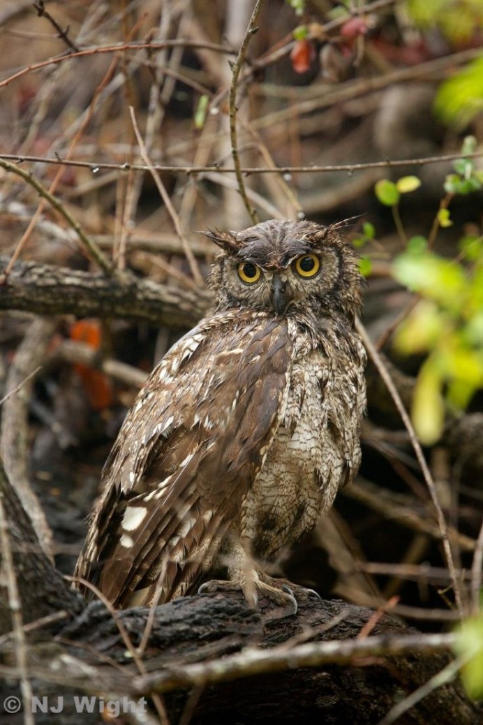 Megallanic Horned Owl (Bubo magellanicus)