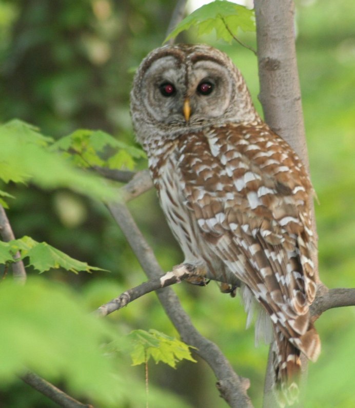 Strix leptogrammica