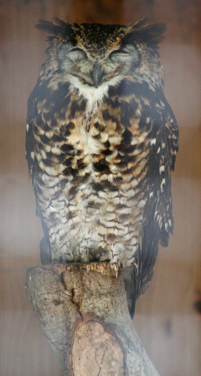 Owl pritty