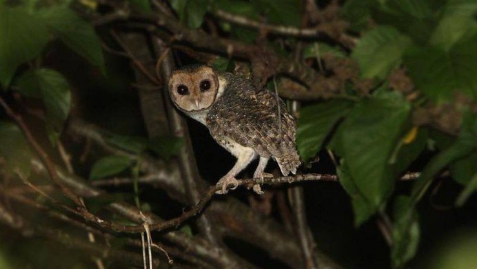 Spot-bellied Eagle-Owl