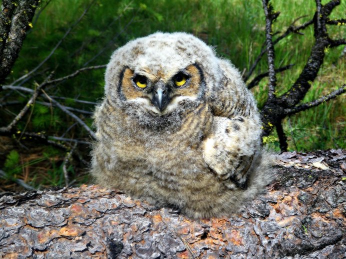 Коромандельский Филин
