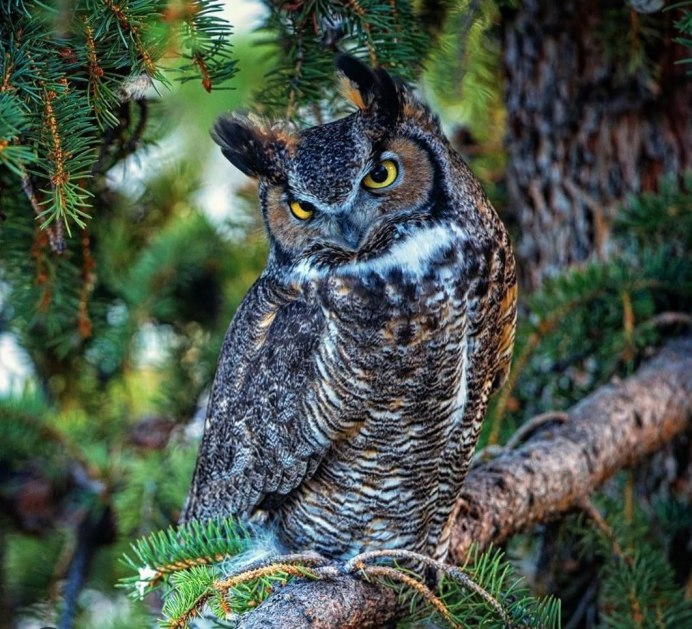 Great Horned Owl (Сыч).