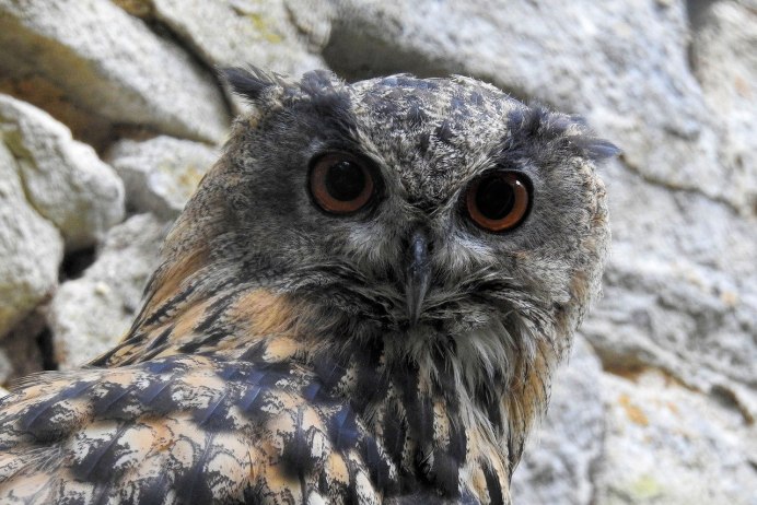Виргинский Филин (Bubo virginianus)