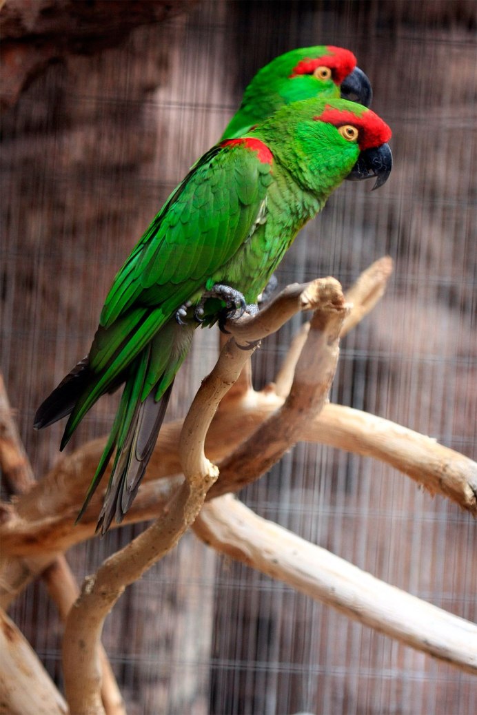 Thick billed Parrot Wiki