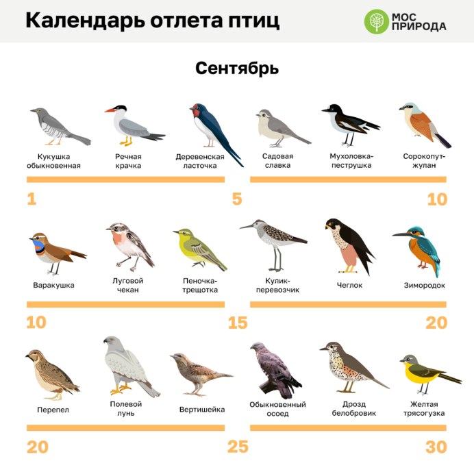 Журавлиный Клин картина