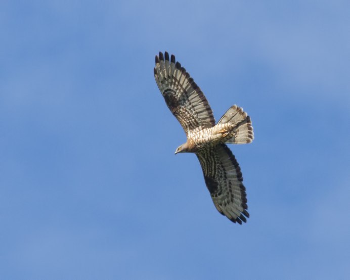 Осоед хохлатый (Pernis ptilorhynchus)