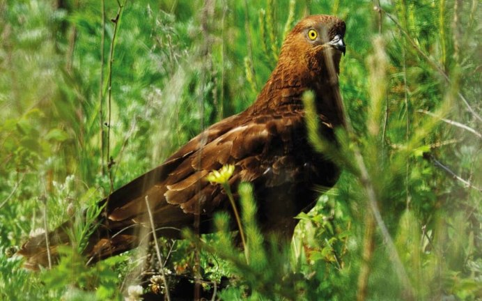 Pernis ptilorhynchus