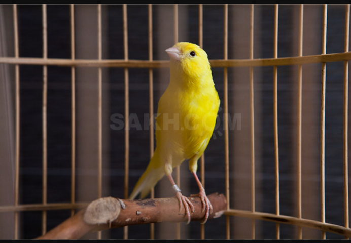 Певчий кенар