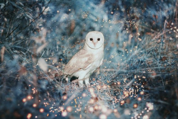 Филин зимой