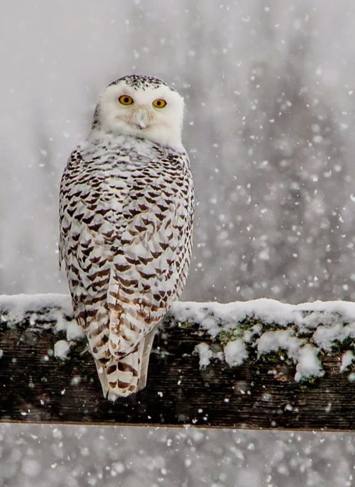 Сова зимой в лесу