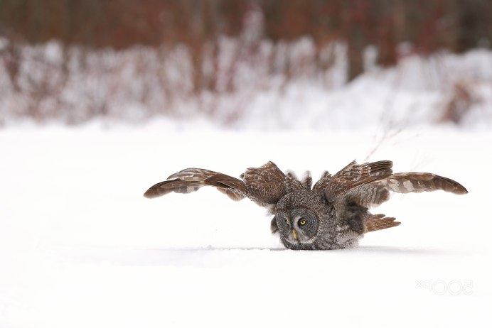 Сова в снегу