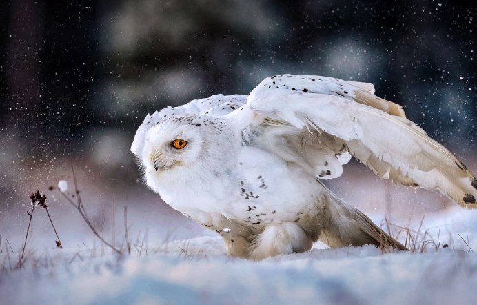 Полярная Сова в Арктике