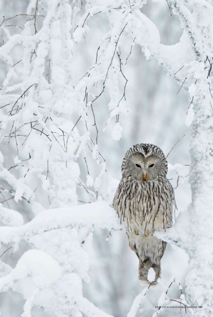 Полярная Сова в тундре