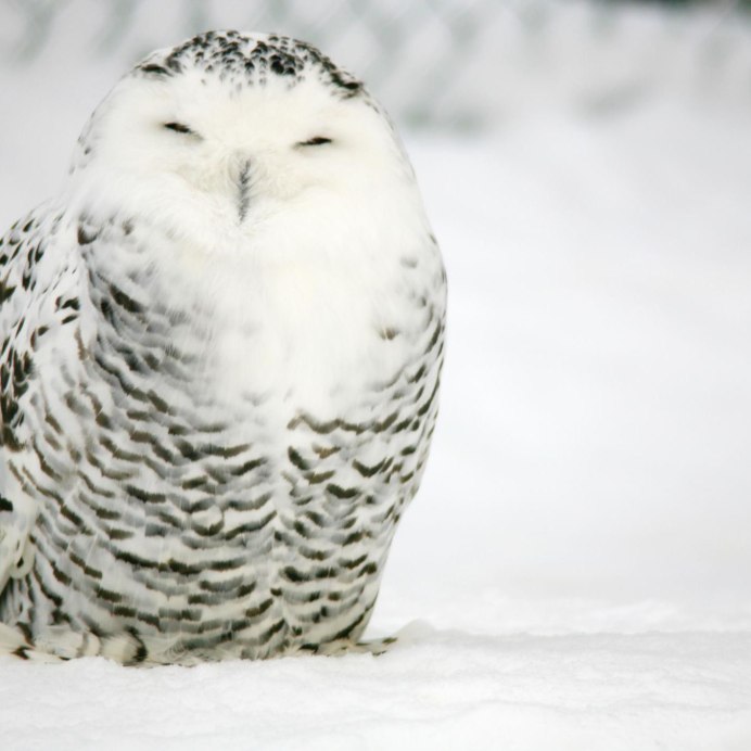 Полярная Сова смешная