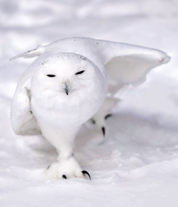 Совообразные Полярная