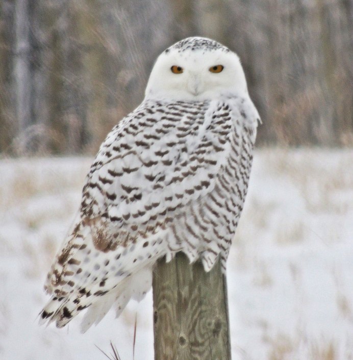 Полярная Сова в лесотундре