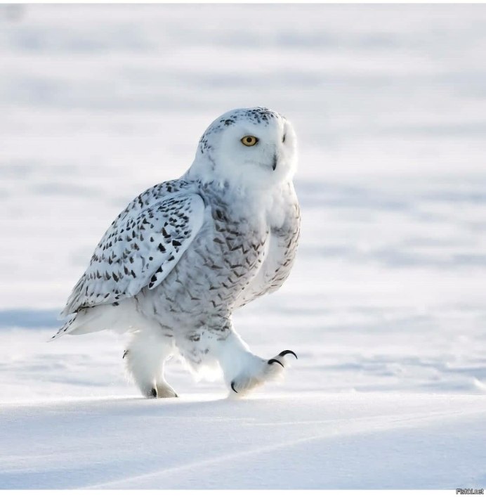 Красивые животные зимой