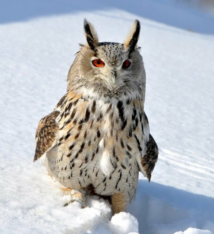 Совы Полярные
