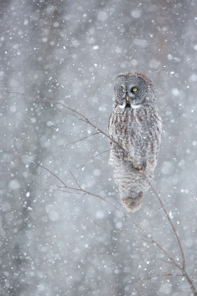 Полярная Сова в Арктике