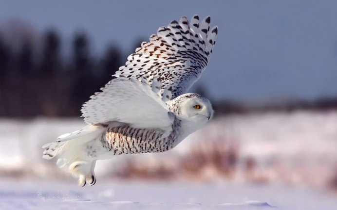 Совы Полярные