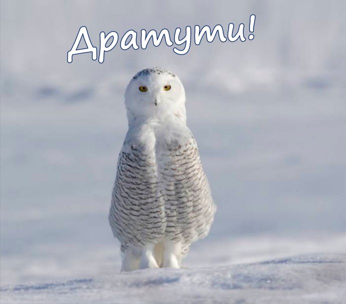 Сова зимующая