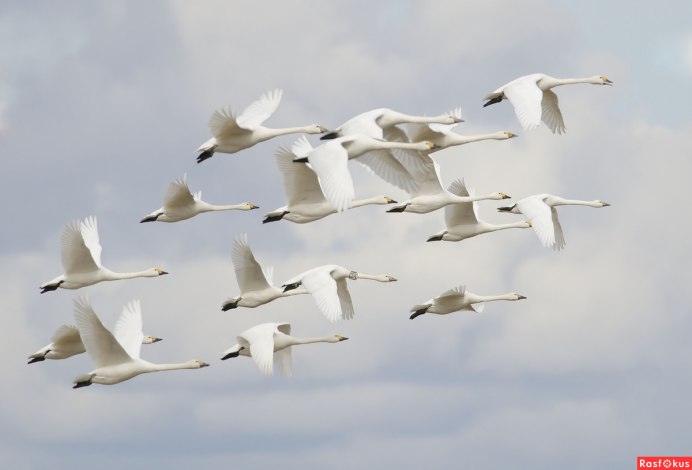 Птицы в небе