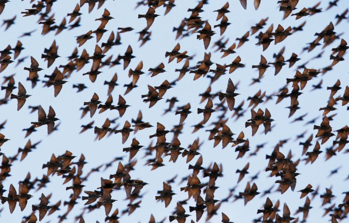 Скворец в Якутии