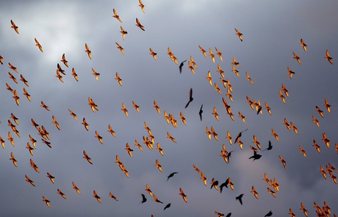 Птицы осенью