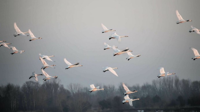 Птицы в небе