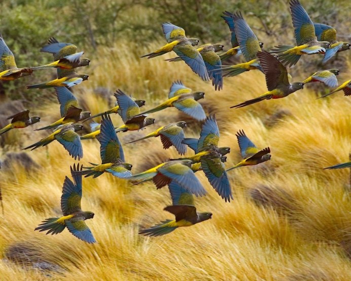 Стая гусей Клин