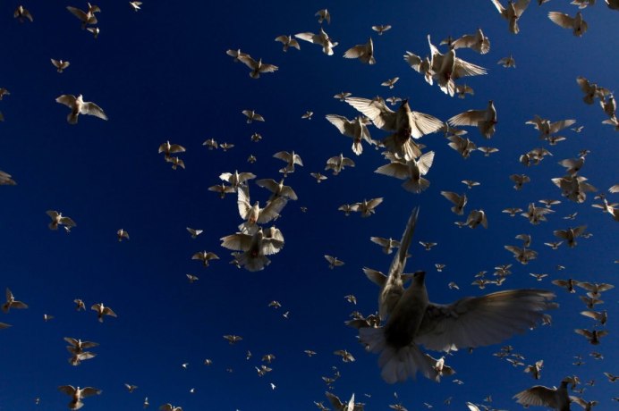 Перелет птиц