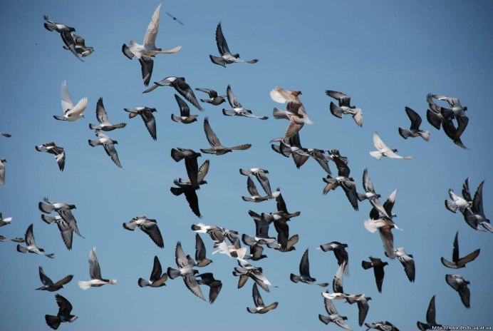 Стая птиц в небе