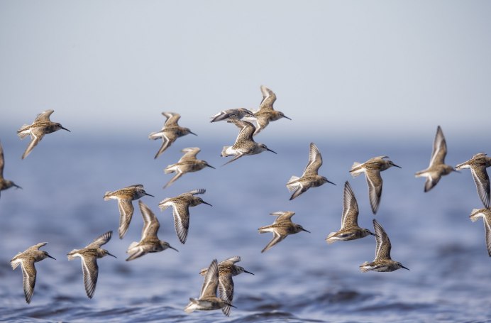 Стая попугаев