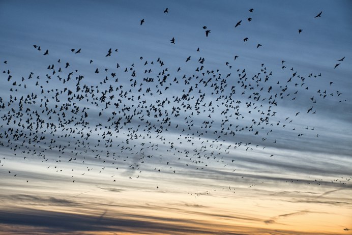 Падение журавля птицы