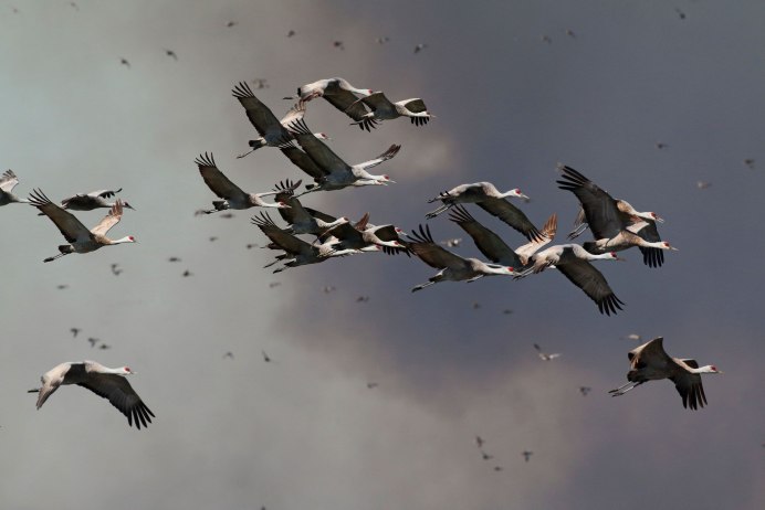 Фламинго в небе