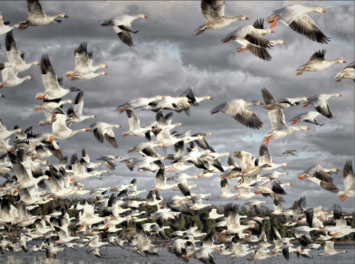 Дикие гуси перелетные птицы России