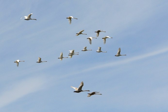 Стая птиц в полете