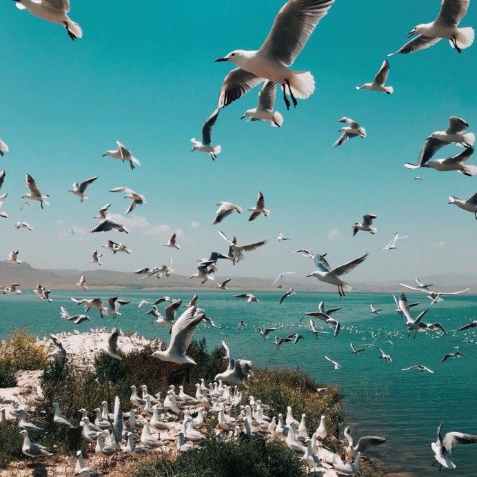 Дикие гуси перелетные птицы