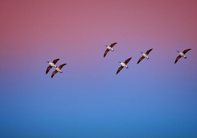 Птицы в небе