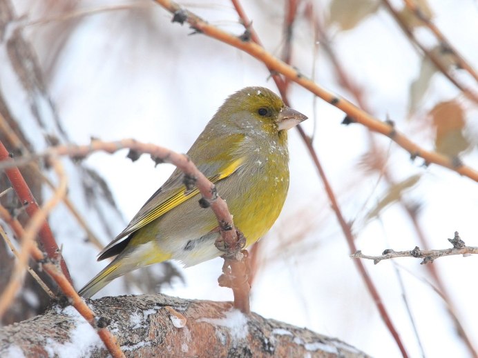 Зеленушка (Chloris Chloris)