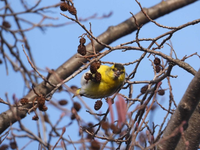 Chloris Chloris без лицензии Россия