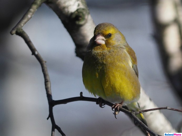 Зеленушка (Chloris Chloris)