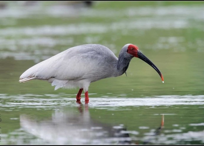 Eudocimus Albus