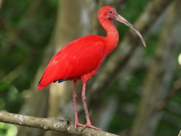 Ибис красный, алый (Eudocimus ruber)