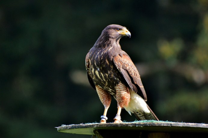 Сапсан Falco peregrinus