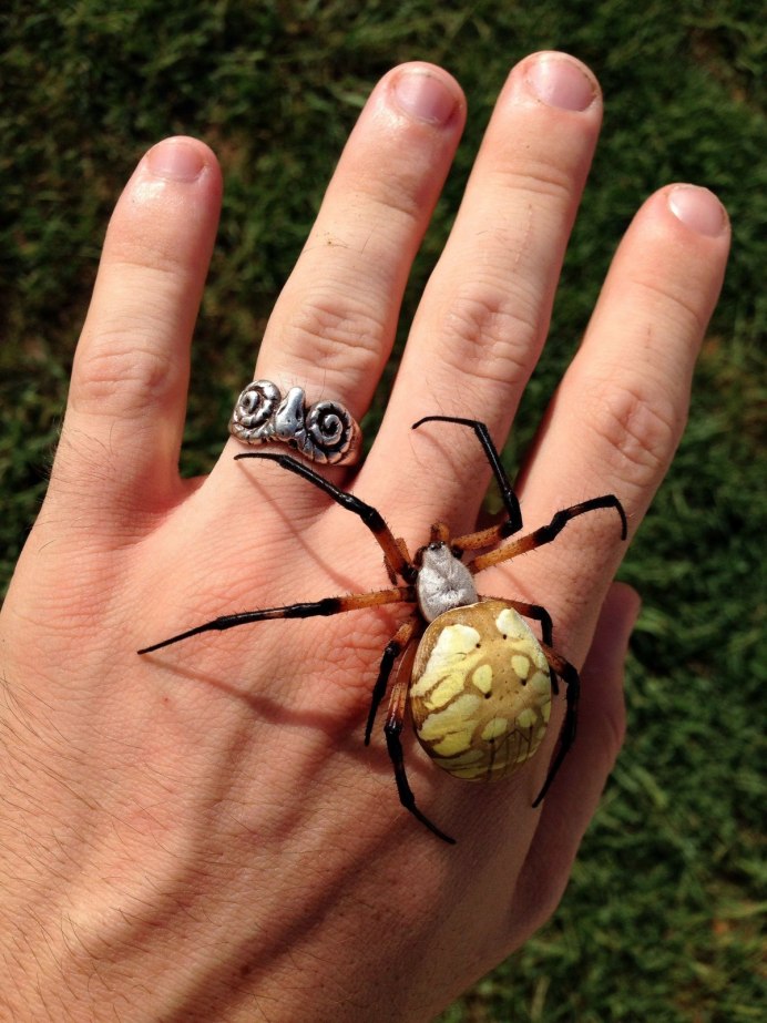 Araneus diadematus - крестовик