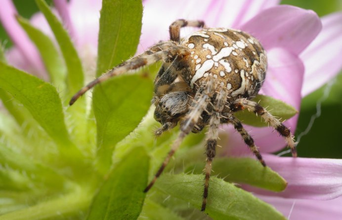 Araneus diadematus паук крестовик