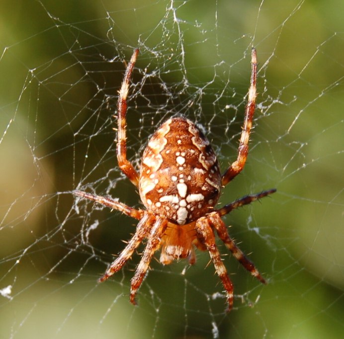 Обыкновенный крестовик - Araneus diadematus