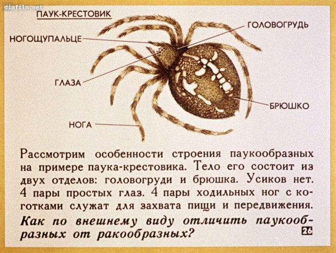 Паук Плевак