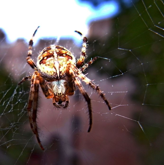 Araneus diadematus - крестовик